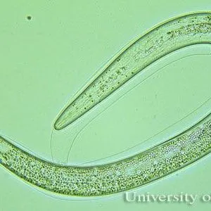 thumbnail for publication: Entomopathogenic Nematodes (Nematoda: Rhabditida: families Steinernematidae and Heterorhabditidae)